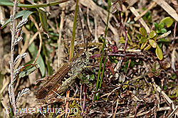 Nachtigall-Grashüpfer (Chorthippus biguttulus) (08.11.2024, C318533)