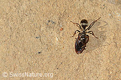 Formica fusca (C318551)