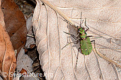 Feld-Sandlaufkäfer (Cicindela campestris) (C318578) Feld-Sandlaufkäfer (Cicindela campestris) (C318578)