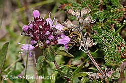 Rotbeinige Furchenbiene (Halictus rubicundus) an Arznei-Thymian (Thymus pulegioides) (C318581) Rotbeinige Furchenbiene (Halictus rubicundus) an Arznei-Thymian (Thymus pulegioides) (C318581)