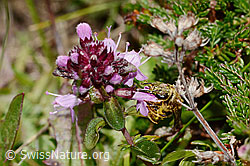 Rotbeinige Furchenbiene (Halictus rubicundus) an Arznei-Thymian (Thymus pulegioides) (C318584) Rotbeinige Furchenbiene (Halictus rubicundus) an Arznei-Thymian (Thymus pulegioides) (C318584)