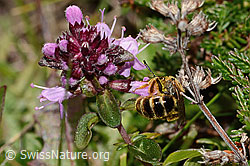 Rotbeinige Furchenbiene (Halictus rubicundus) an Arznei-Thymian (Thymus pulegioides) (C318585) Rotbeinige Furchenbiene (Halictus rubicundus) an Arznei-Thymian (Thymus pulegioides) (C318585)