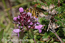 Rotbeinige Furchenbiene (Halictus rubicundus) an Arznei-Thymian (Thymus pulegioides) (C318588) Rotbeinige Furchenbiene (Halictus rubicundus) an Arznei-Thymian (Thymus pulegioides) (C318588)