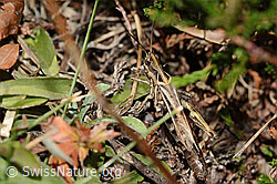 Chorthippus biguttulus (C318591)