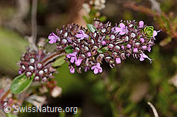 Arznei-Thymian (Thymus pulegioides) (C318612) Arznei-Thymian (Thymus pulegioides) (C318612)
