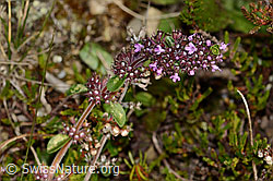 Arznei-Thymian (Thymus pulegioides) (C318614) Arznei-Thymian (Thymus pulegioides) (C318614)