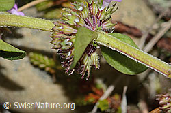 Arznei-Thymian (Thymus pulegioides) (C318616) Arznei-Thymian (Thymus pulegioides) (C318616)