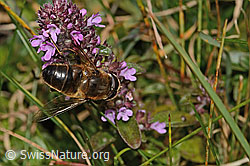 Garten-Keilfleckschwebfliege (Eristalis horticola) an Arznei-Thymian (Thymus pulegioides) (C318629) Garten-Keilfleckschwebfliege (Eristalis horticola) an Arznei-Thymian (Thymus pulegioides) (C318629)