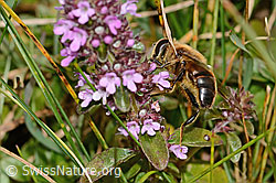 Garten-Keilfleckschwebfliege (Eristalis horticola) an Arznei-Thymian (Thymus pulegioides) (C318631) Garten-Keilfleckschwebfliege (Eristalis horticola) an Arznei-Thymian (Thymus pulegioides) (C318631)