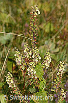 Teucrium scorodonia (C318636)