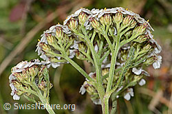 Achillea millefolium (C318642)