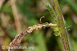 Achillea millefolium (C318644)