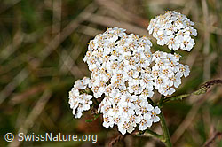 Achillea millefolium (C318645)