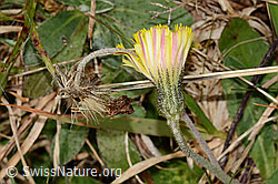 Langhaariges Habichtskraut (Hieracium pilosella) (C318649) Langhaariges Habichtskraut (Hieracium pilosella) (C318649)