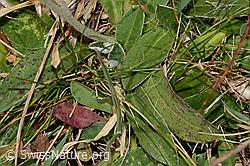Langhaariges Habichtskraut (Hieracium pilosella) (C318650) Langhaariges Habichtskraut (Hieracium pilosella) (C318650)