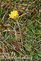 Langhaariges Habichtskraut (Hieracium pilosella) (C318651) Langhaariges Habichtskraut (Hieracium pilosella) (C318651)