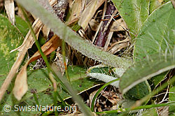 Langhaariges Habichtskraut (Hieracium pilosella) (C318655) Langhaariges Habichtskraut (Hieracium pilosella) (C318655)