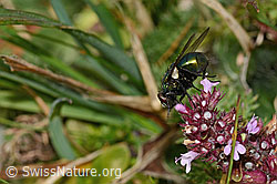 Neomyia cornicina (Fliege)