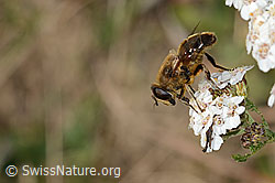 Garten-Keilfleckschwebfliege (Eristalis horticola) auf Gemeiner Schafgarbe (Achillea millefolium) (C318678)