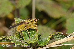 Gelbe Dungfliege (Scathophaga stercoraria) (C318684) Gelbe Dungfliege (Scathophaga stercoraria) (C318684)