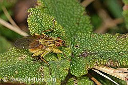 Gelbe Dungfliege (Scathophaga stercoraria) (C318685) Gelbe Dungfliege (Scathophaga stercoraria) (C318685)