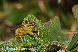 Gelbe Dungfliege (Scathophaga stercoraria) (C318687) Gelbe Dungfliege (Scathophaga stercoraria) (C318687)