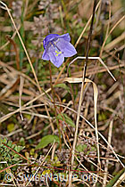 Rautenblättrige Glockenblume (Campanula rhomboidalis) (C318695) Rautenblättrige Glockenblume (Campanula rhomboidalis) (C318695)