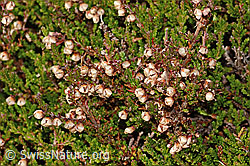 Besenheide (Calluna vulgaris) (C318696) Besenheide (Calluna vulgaris) (C318696)