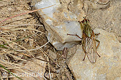 Gelbe Dungfliege (Scathophaga stercoraria) (C318708) Gelbe Dungfliege (Scathophaga stercoraria) (C318708)