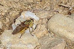 Gelbe Dungfliege (Scathophaga stercoraria) (C318709) Gelbe Dungfliege (Scathophaga stercoraria) (C318709)