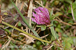 Rot-Klee (Trifolium pratense) (C318715)