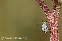 Macrosiphoniella subterranea (Aphid) (C318736)