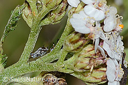 Macrosiphoniella subterranea (Blattlaus)