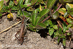 Nachtigall-Grashüpfer (Chorthippus biguttulus) (09.11.2024, C318755)