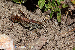 Nachtigall-Grashüpfer (Chorthippus biguttulus) (09.11.2024, C318756)