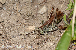 Chorthippus biguttulus (C318761)