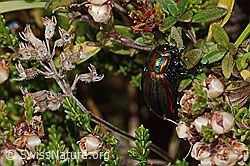 Besenheide (Calluna vulgaris)