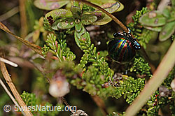 Längsgestreifter Blattkäfer (Chrysomela cerealis) (C318766) Längsgestreifter Blattkäfer (Chrysomela cerealis) (C318766)