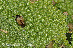 Schwarzköpfiger Wegerich-Erdfloh (Longitarsus melanocephalus) (C318769) Schwarzköpfiger Wegerich-Erdfloh (Longitarsus melanocephalus) (C318769)
