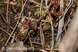 Hellbraune Glasflügelwanze (Rhopalus subrufus) (C318835) Hellbraune Glasflügelwanze (Rhopalus subrufus) (C318835)