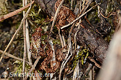 Hellbraune Glasflügelwanze (Rhopalus subrufus) (C318836) Hellbraune Glasflügelwanze (Rhopalus subrufus) (C318836)