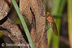 Suillia bicolor (Scheufliege) (C318853) Suillia bicolor (Scheufliege) (C318853)