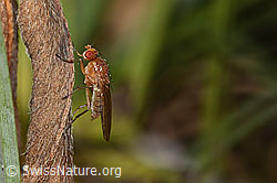 Suillia bicolor (Scheufliege) (C318855) Suillia bicolor (Scheufliege) (C318855)