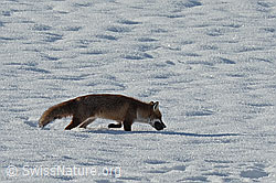 C319373: Rotfuchs (Vulpes vulpes)