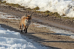 C319379: Rotfuchs (Vulpes vulpes)