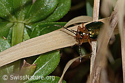 Foto: Hallescher Blattkäfer (Sermylassa halensis)