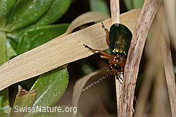 Foto: Hallescher Blattkäfer (Sermylassa halensis)