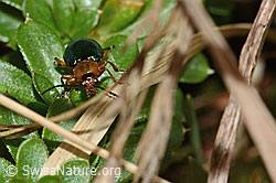 Foto: Hallescher Blattkäfer (Sermylassa halensis)