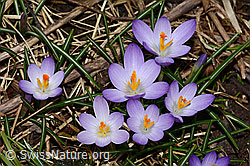 Frühlings-Krokus (Crocus albiflorus) (C319938) Frühlings-Krokus (Crocus albiflorus) (C319938)
