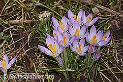 Frühlings-Krokus (Crocus albiflorus) (C319939) Frühlings-Krokus (Crocus albiflorus) (C319939)